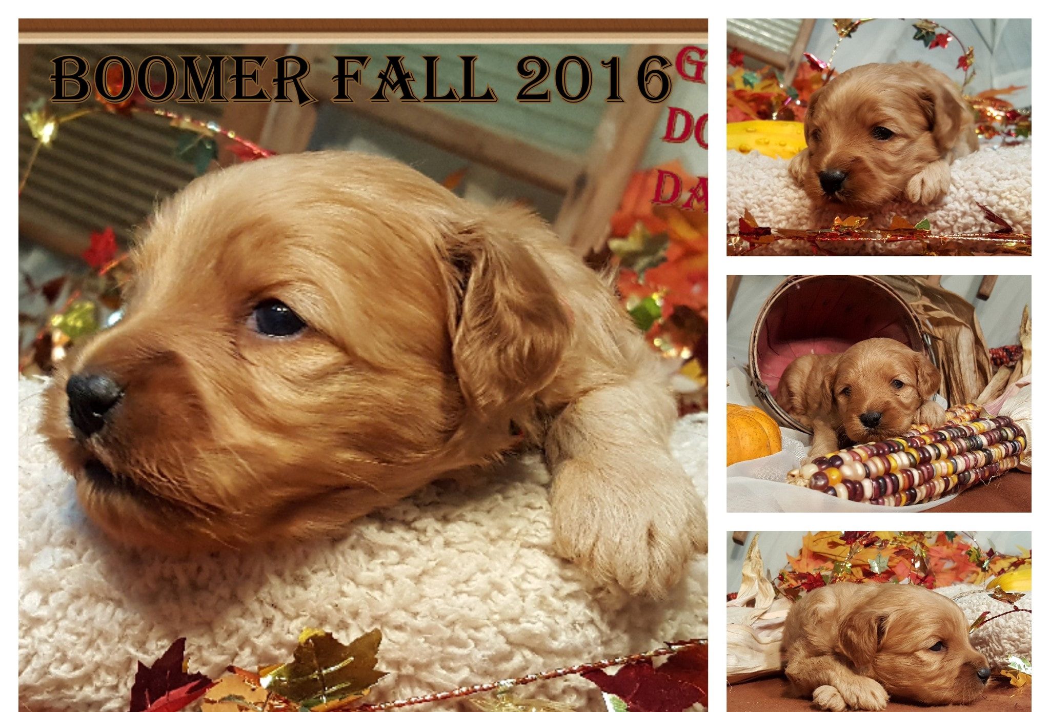 New Cavapoo And Goldendoodle Puppies Golden Doodle Dandy